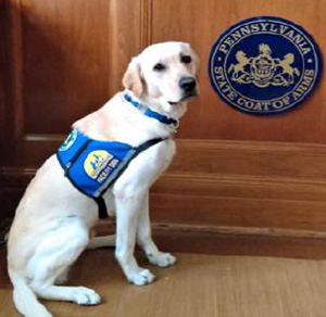 Nicky - The Facility Dog Nicky - The Facility Dog